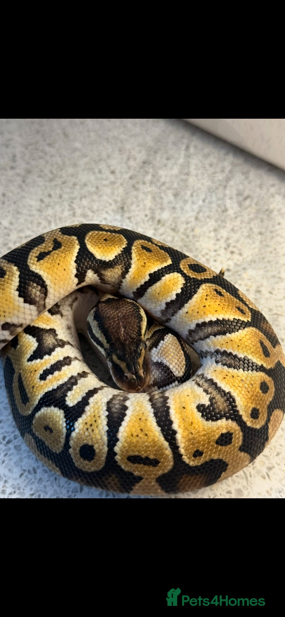 Python Snake reptiles Royal ball python  - Advert 4