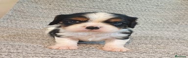 Cavalier King Charles Spaniel Puppy 2