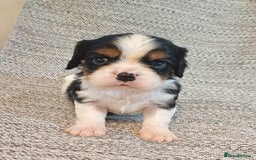 Cavalier King Charles Spaniel dogs for sale: Beautiful quality kc registered cavalier puppies  - Image 11