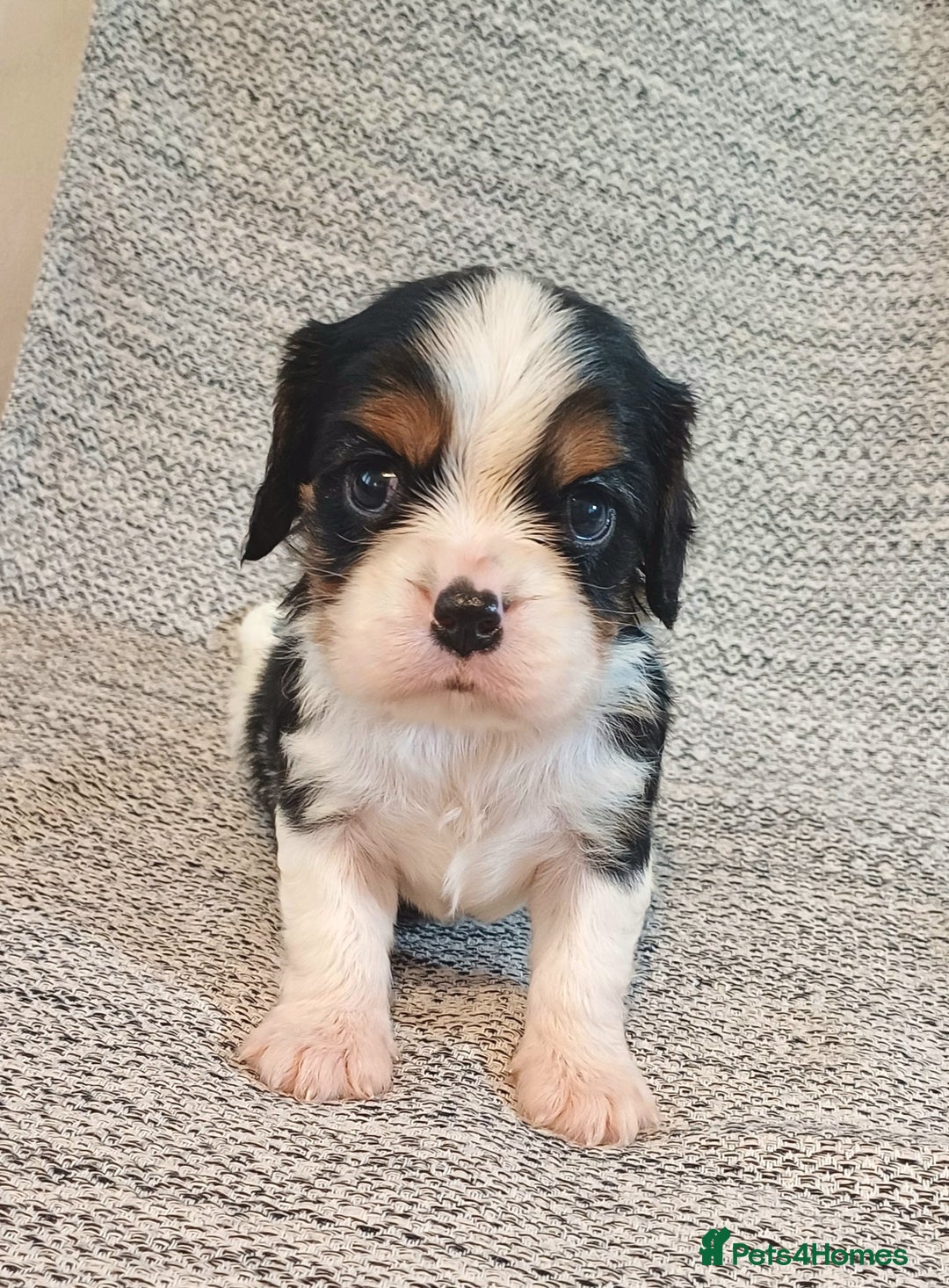 Cavalier King Charles Spaniel dogs for sale: Beautiful quality kc registered cavalier puppies  - Image 11