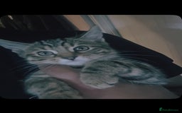 Domestic Shorthair cats for sale: Adorable Female Kitten Looking for a Home 🐾 - Image 4