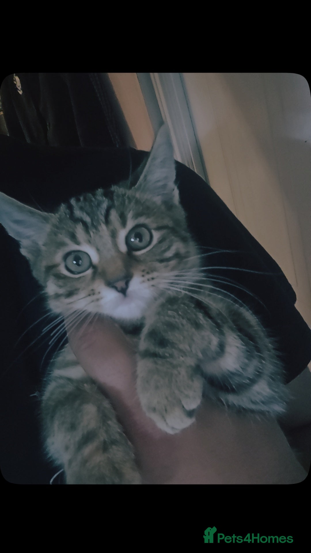 Domestic Shorthair cats for sale: Adorable Female Kitten Looking for a Home 🐾 - Image 4