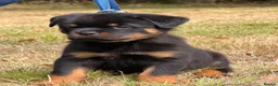 Rottweiler dogs for sale: 🤩 Elite Level XXL Rottweiler puppies 🤩 - Advert 13