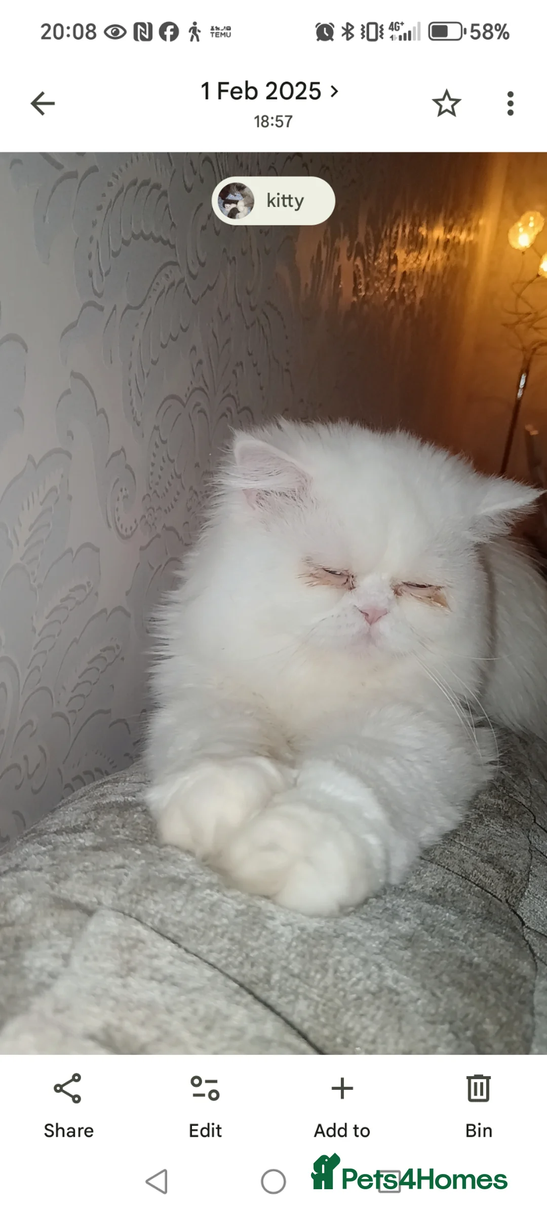British Shorthair cats for sale: Beautiful Persian/  British shorthair kittens - Advert 2