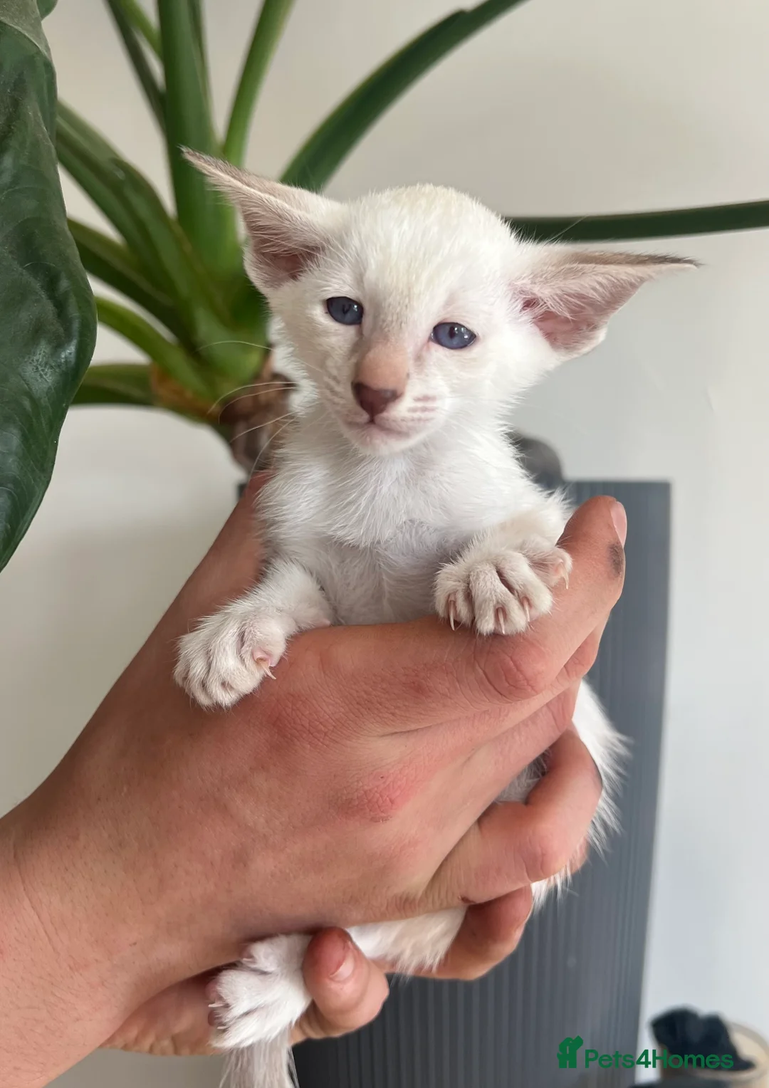 Siamese cats for sale: Siamese kittens - Advert 1