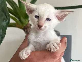 Siamese cats Siamese kittens - Advert 3