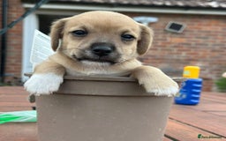 Jackapoo dogs for sale: Three jackapoo puppies - Image 2