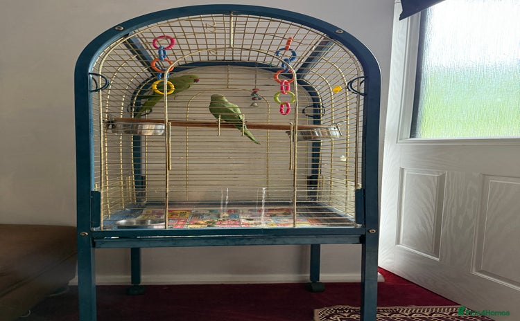 Parrots birds - Advert 1