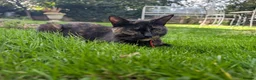 Mixed Breed cats for sale: Georgous Kittens Looking For A New Home - Advert 31