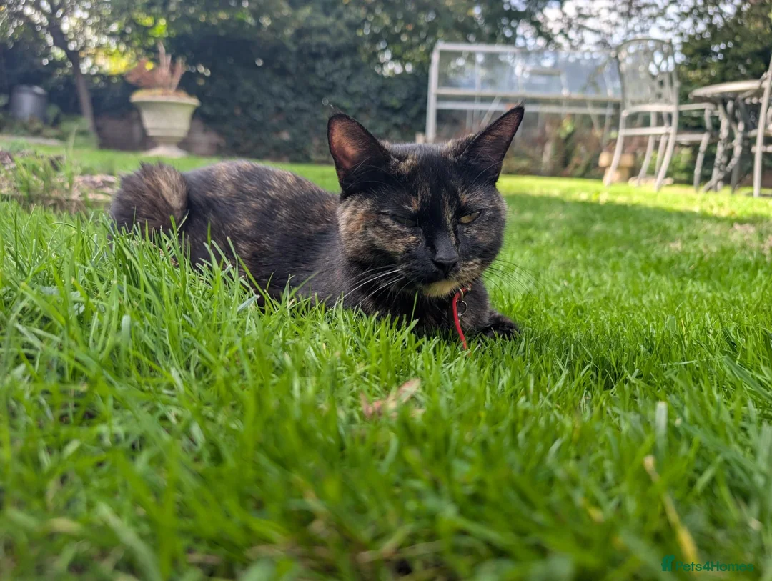 Mixed Breed cats for sale: Georgous Kittens Looking For A New Home - Advert 31