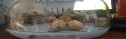 Quail poultry for sale: Baby Corturnix Quail chicks in Huntingdon - Advert 3