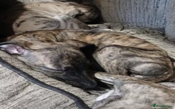 Whippet dogs for sale: Gloriously gorgeous puppies. Beautiful brindles. - Image 2