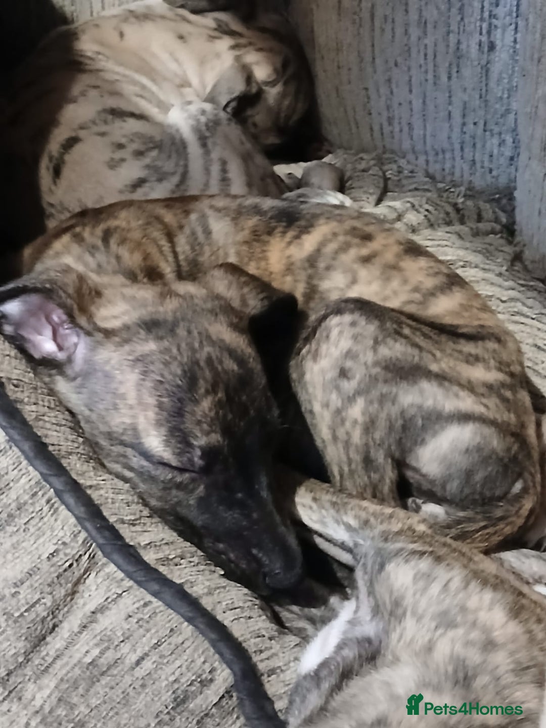 Whippet dogs for sale: Gloriously gorgeous puppies. Beautiful brindles. - Image 2