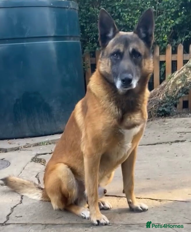 Belgian Shepherd Dog dogs Belgian malinois  ** ! - Advert 9