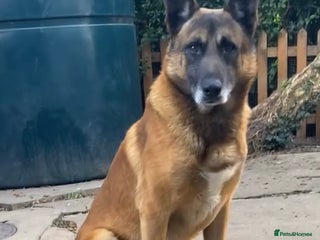 Belgian Shepherd Dog dogs Belgian malinois ** ! - Advert 9