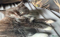 Persian cats for sale: Persian x ragdoll kittens all boys  - Image 9