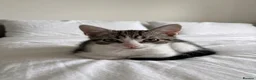 American Shorthair cats for sale: American short hairs ready to go  in Southampton - Advert 2