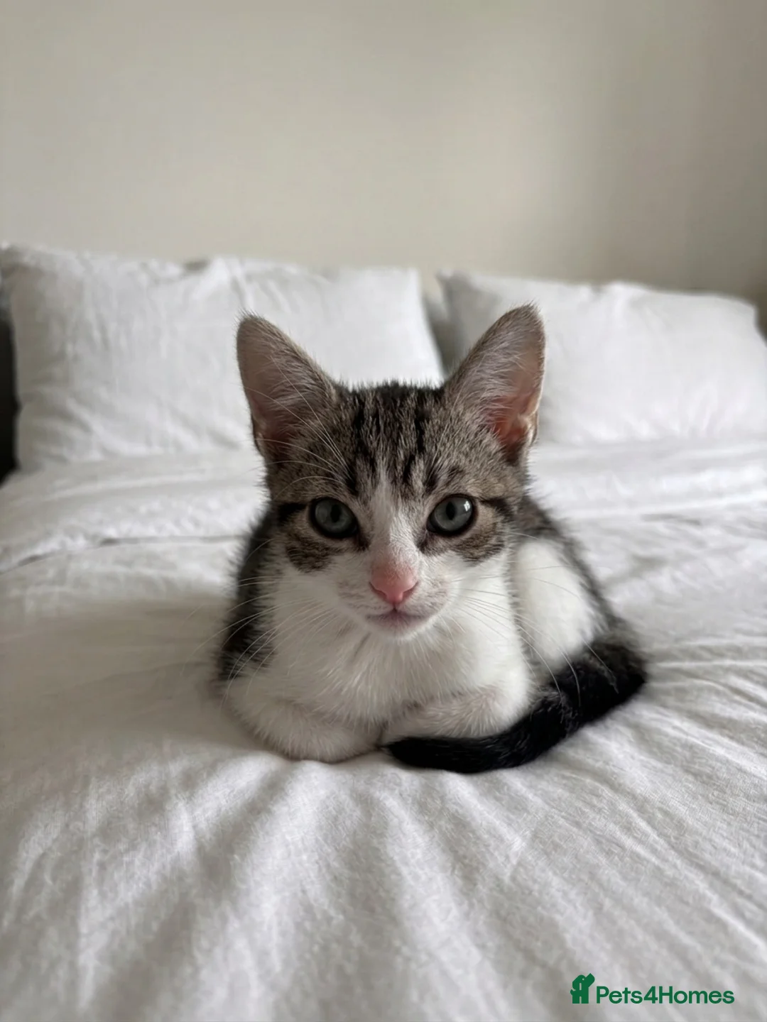 American Shorthair cats for sale: American short hairs ready to go  in Southampton - Advert 2