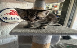 Mixed Breed cats for sale: 3 beautiful kittens  - Image 3