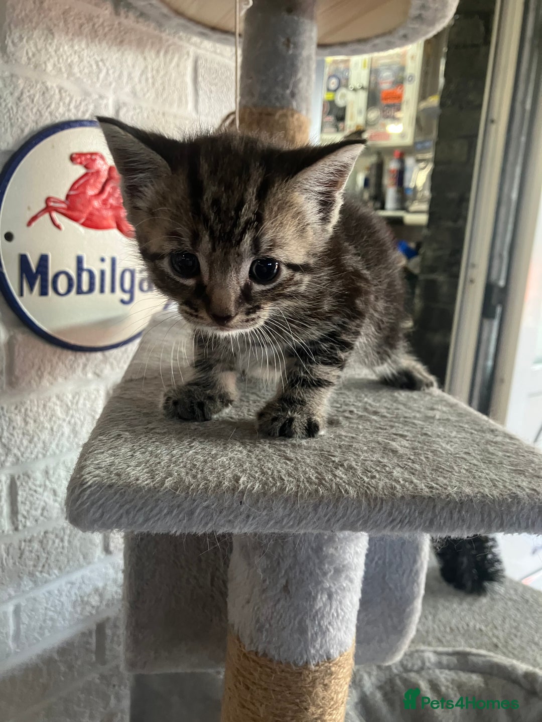 Mixed Breed cats for sale: 3 beautiful kittens  - Image 3