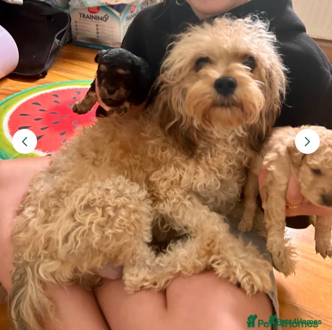 Cavapoochon dogs for sale: Male CavapoochonPuppy - Advert 1