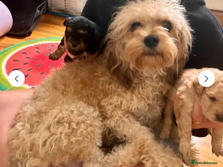 Cavapoochon dogs Male CavapoochonPuppy - Advert 1