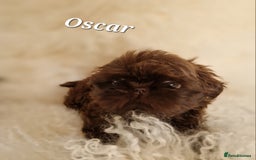 Shih Tzu dogs for sale: 4 Adorable Shih Tzu pups  - Image 13