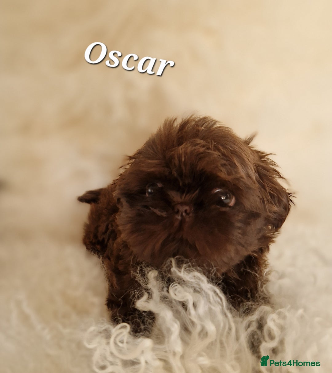 Shih Tzu dogs for sale: 4 Adorable Shih Tzu pups  - Image 13