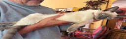 Tonkinese cats for sale: Exquisite Tonkdolls - Advert 5