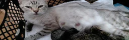 Bengal cats for sale: Snow Bengal x kittens  - Advert 3