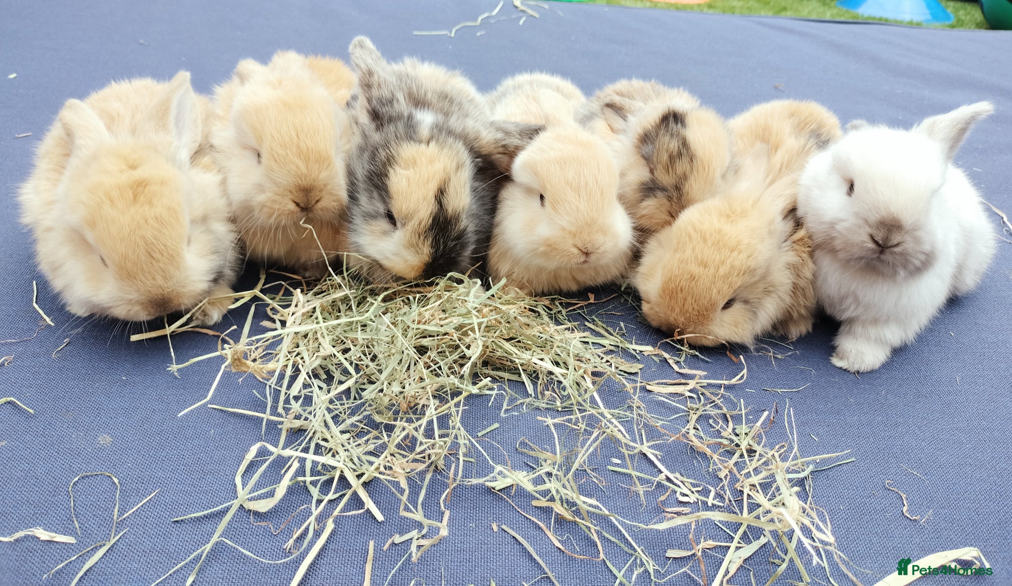 Mini Lop rabbits Mini Lop Bunnies - Advert 7