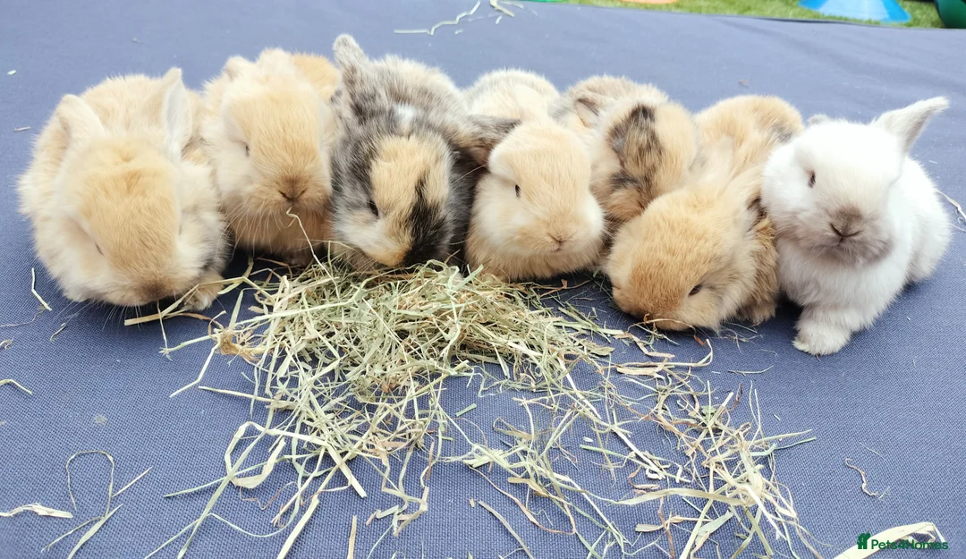 Mini Lop rabbits for sale: Mini Lop Bunnies - Advert 1
