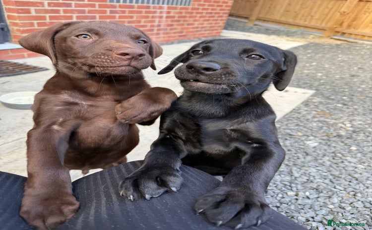 Labrador Retriever dogs - Advert 1