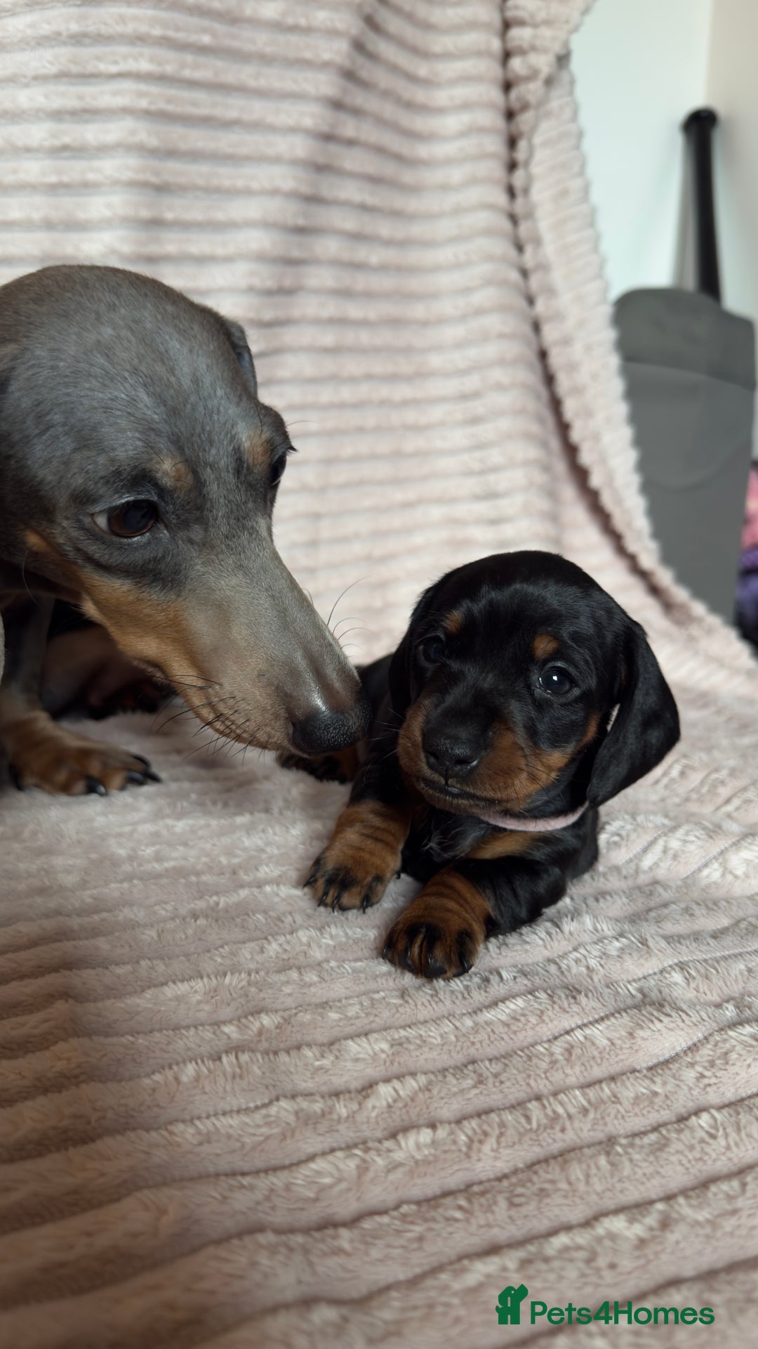 Miniature Dachshund dogs for sale: ⭐️OUTSTANDING MINI DACHSHUND PUPS⭐️  - Advert 18