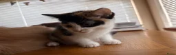 Mixed Breed cats for sale: Beautiful kittens for sale !! in Girvan - Advert 9