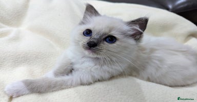 Ragdoll cats - Advert 5