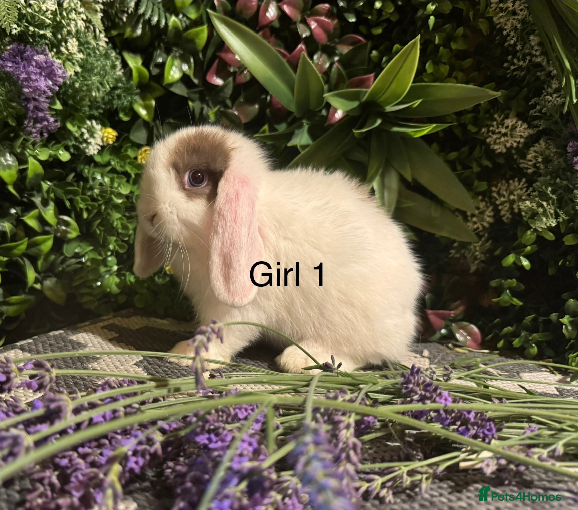 Mini Lop rabbits ⭐️MINI LOPS NOW READY TO GO ⭐️ - Advert 2