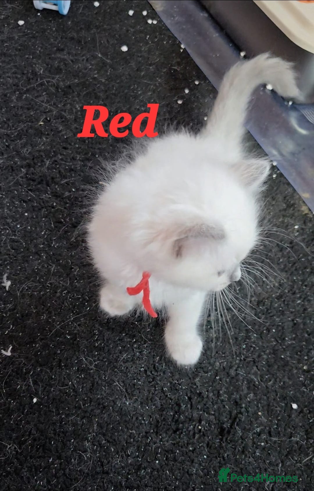 Ragdoll cats for sale: Pure Ragdoll Kittens (Mitted) - Image 20