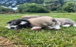 Welsh Corgi Pembroke dogs for sale: KC Registered Cuties! Pembrokeshire Corgi Puppies - Image 5