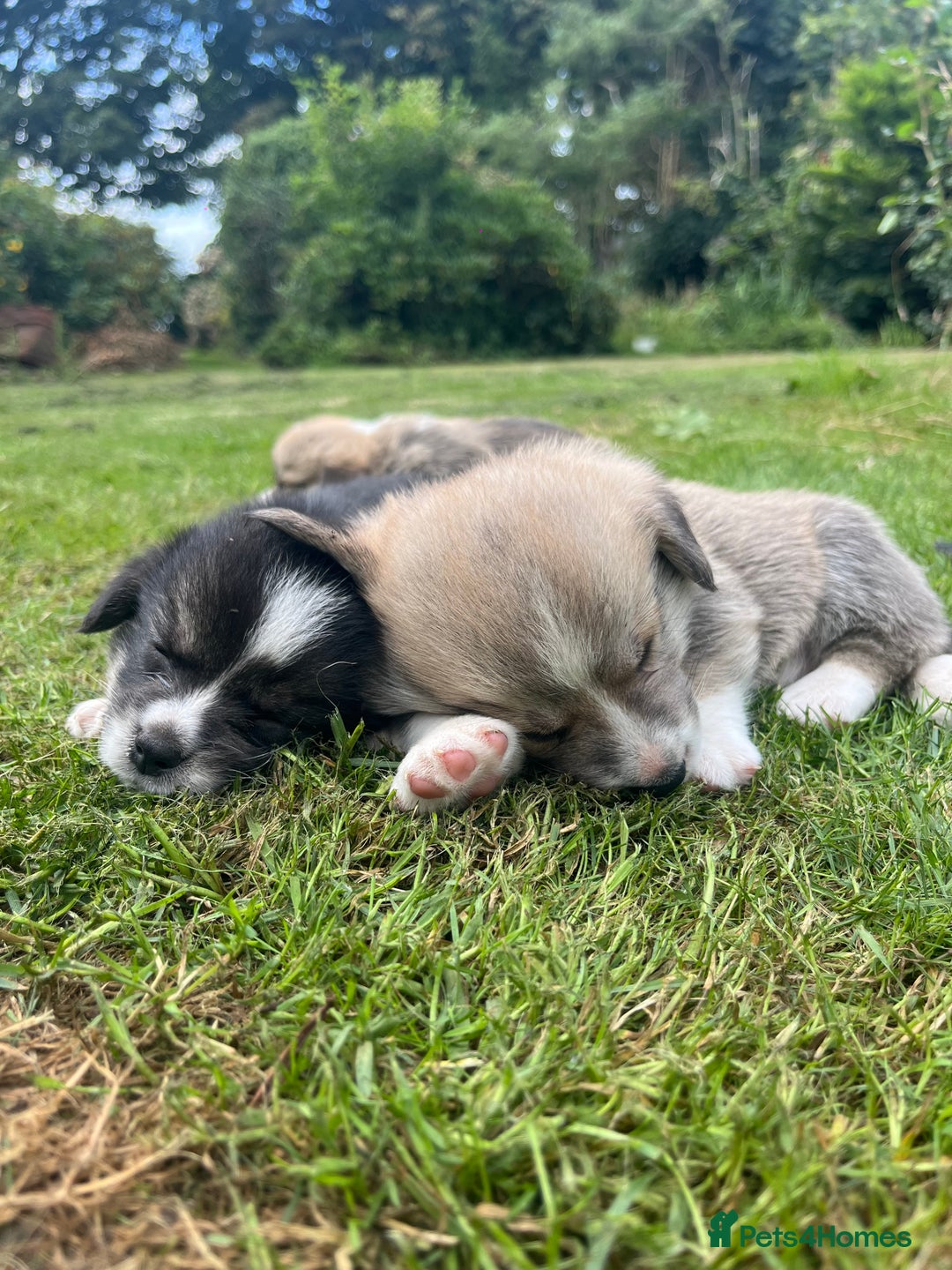 Welsh Corgi Pembroke dogs for sale: KC Registered Cuties! Pembrokeshire Corgi Puppies - Image 5