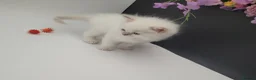 Ragdoll cats for sale: Registered purebred lilac tabby / lynx - Advert 10