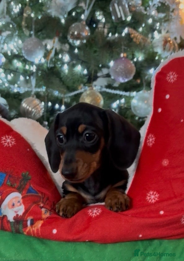 Miniature Dachshund dogs Vanitonia Miniature Smooth Dachshunds   - Advert 1