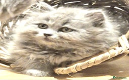 British Longhair cats for sale: Blue & Lilac Gorgeous British longhair kittens - Image 18