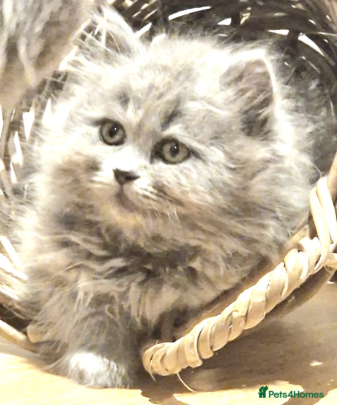 British Longhair cats for sale: Blue & Lilac Gorgeous British longhair kittens - Image 18