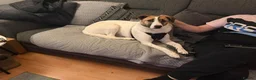 Mixed Breed dogs for adoption: ❤️ZAYKA❤️- GENTLE 14 MONTHS GIRL STILL WAITING - Advert 10