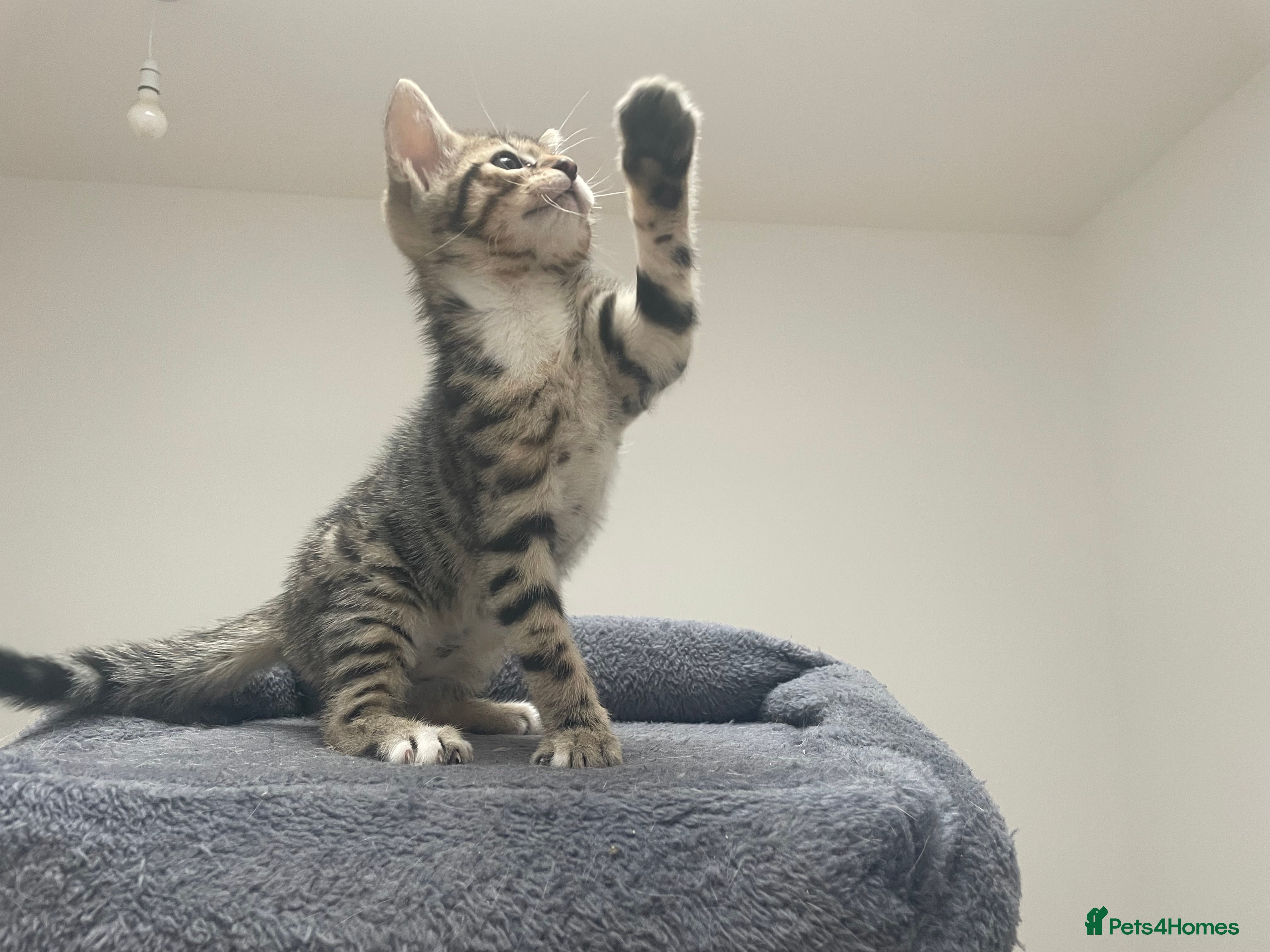 Bengal cats for sale: Bengal X Kittens - Advert 8