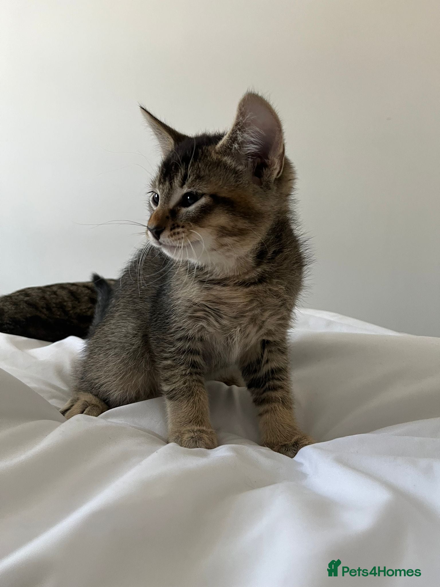 Abyssinian cats 4 LEFT - Abyssinian Bengal Kittens - Advert 18