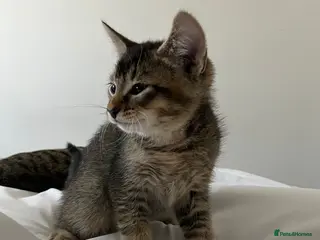 Abyssinian cats 4 LEFT - Abyssinian Bengal Kittens - Advert 18