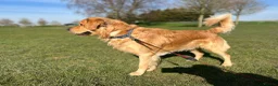 Golden Retriever dogs for stud: Blue- Proven Golden Retriever Stud in Leicester - Advert 6
