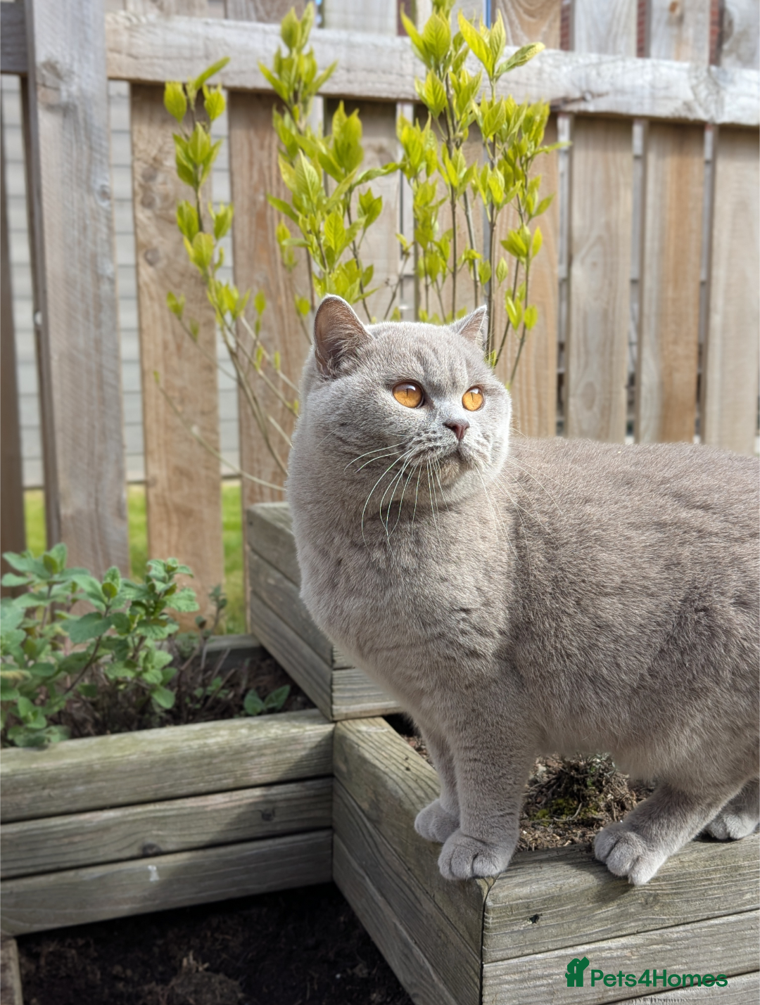 British Shorthair cats GCCF CHAMPION LILAC BRITISH SHORTHAIR  - Advert 2